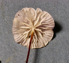 Marasmius neotropicalis