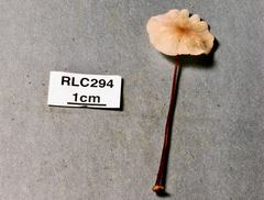 Marasmius neotropicalis