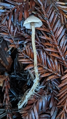 Pseudobaeospora stevensii