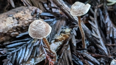 Pseudobaeospora stevensii