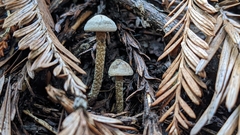 Pseudobaeospora stevensii
