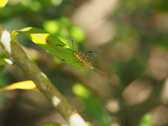 Poecilocryptus