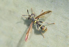 Polybiomyia capitis