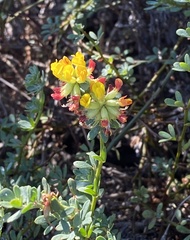 Acmispon cytisoides
