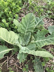 Verbascum thapsus
