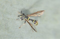 Polybiomyia capitis