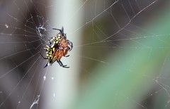 Gasteracantha rhomboidea comorensis