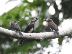 Brachygalba lugubris