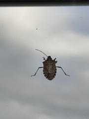 Halyomorpha halys