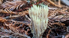 Ramaria apiculata