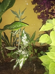 Dieffenbachia seguine