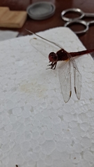 Libellulidae
