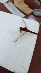 Libellulidae
