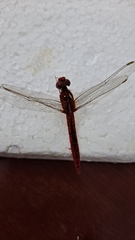 Libellulidae