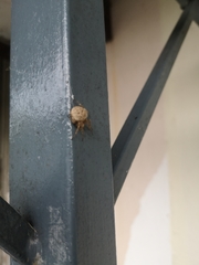 Araneidae