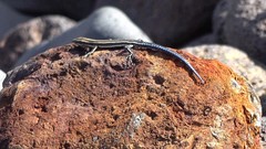 Five-Lined Snake-Eyed Skink photo 4