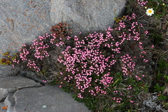Kalmia procumbens