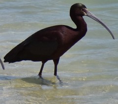 Plegadis chihi × Plegadis falcinellus