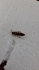 Pterygota