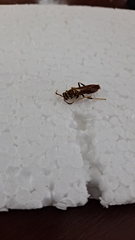 Pterygota