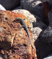 Five-Lined Snake-Eyed Skink photo 2