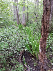 Iris giganticaerulea