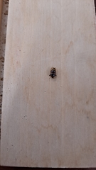 Chrysomelidae
