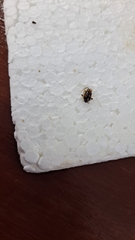 Chrysomelidae