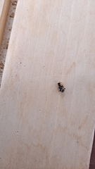 Chrysomelidae