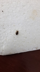 Chrysomelidae