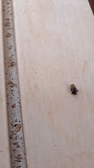 Chrysomelidae