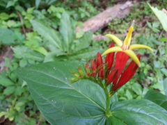 Spigelia marilandica