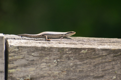 Aspronema dorsivittatum