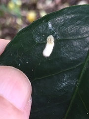 Pulvinaria camelicola