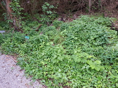 Spigelia marilandica