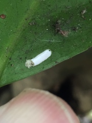 Pulvinaria camelicola