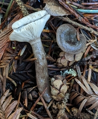 Lactarius pseudomucidus