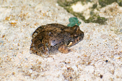 Physalaemus biligonigerus