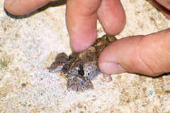 Physalaemus biligonigerus