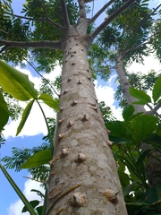 Zanthoxylum riedelianum