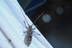 Monochamus marmorator