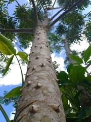 Zanthoxylum riedelianum