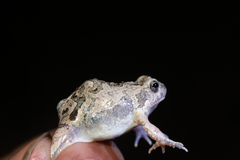 Physalaemus biligonigerus