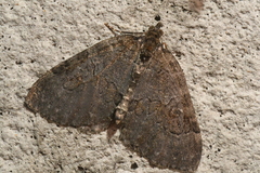 Plemyria georgii