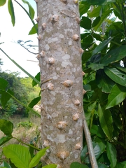 Zanthoxylum riedelianum