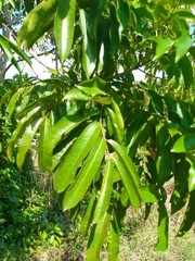 Zanthoxylum riedelianum