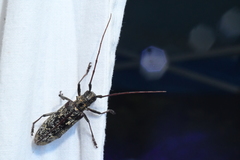 Monochamus marmorator