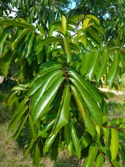 Zanthoxylum riedelianum
