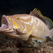Maori Rockcod - Photo (c) mattdowse, some rights reserved (CC BY-NC), uploaded by mattdowse