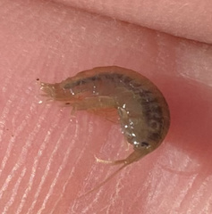 Gammarus minus